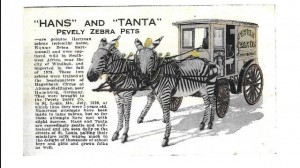 Zebras bigger